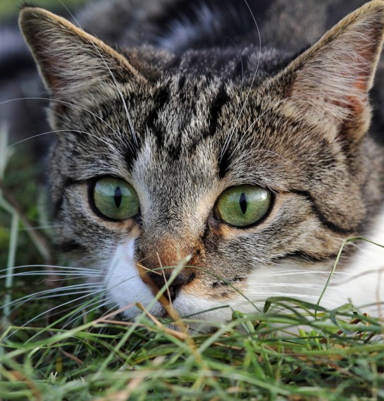 Auch Katzen freuen sich auf den Besuch der Kinder am Bauernhof