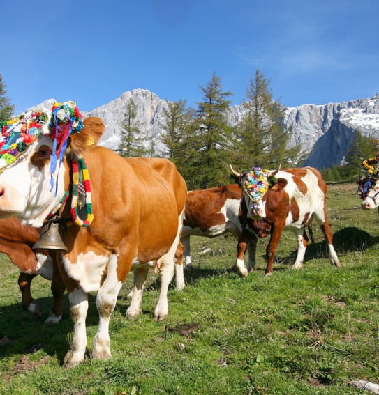 Kühe beim Almabtrieb auf unserer Walcheralm