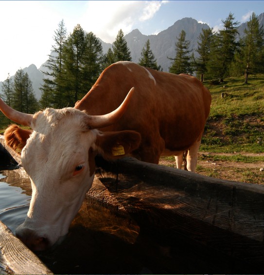 Kuh trinkt aus dem Brunnen auf der Walcheralm in Ramsau am Dachstein