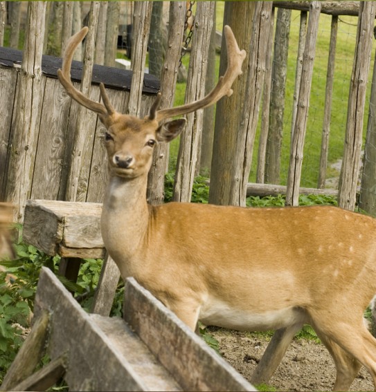 Hirsch im Stall