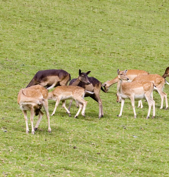 Unser Damwild auf der Weide hinter dem Bauernhof