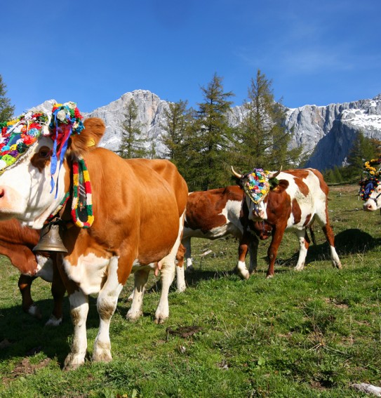 Geschmückte Kühe zum Almabtrieb in Ramsau