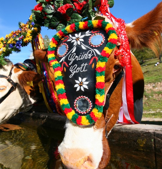 Kuh mit Kopfschmuck zum Almabtrieb im Herbst