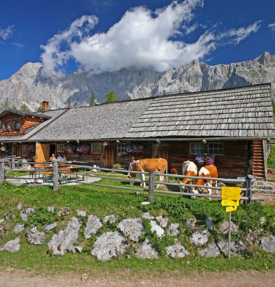 Almhütte mit Sonnenterrasse - das genießen auch die Kühe